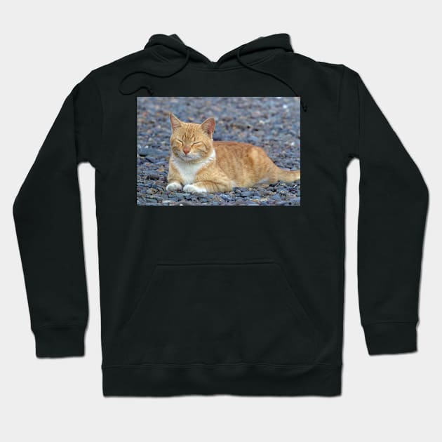 catadorable - meow Hoodie by likbatonboot